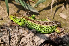 Zauneidechse, Lacerta agilis (4)