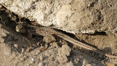 Zauneidechse, Lacerta agilis (5)
