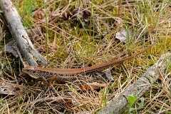 Zauneidechse, Lacerta agilis (6)