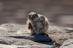 Atlashörnchen, Atlantoxerus getulus (2)