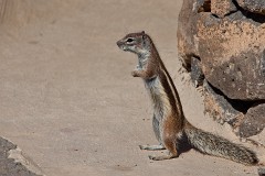 Atlashörnchen, Atlantoxerus getulus (3)