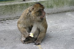 Berberaffe, Macaca sylvanus (1)