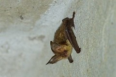 Braunes Langohr, Plecotus auritus (1)