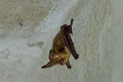 Braunes Langohr, Plecotus auritus (2)