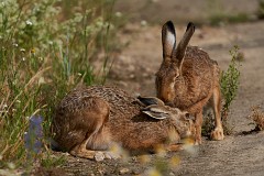 Feldhase, Lepus europaeus (1)
