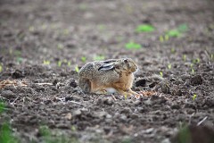 Feldhase, Lepus europaeus (2)