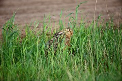 Feldhase, Lepus europaeus (3)