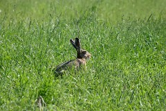 Feldhase, Lepus europaeus (4)