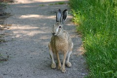 Feldhase, Lepus europaeus (5)