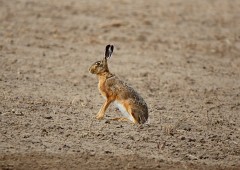 Feldhase, Lepus europaeus (6)