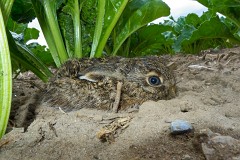 Feldhase, Lepus europaeus (7)