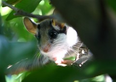 Gartenschläfer, Eliomys quercinus (1)