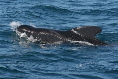 Grindwal, Globicephala melas (1)