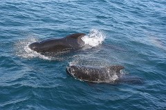 Grindwal, Globicephala melas (2)