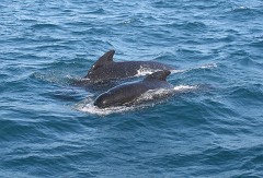 Grindwal, Globicephala melas (3)