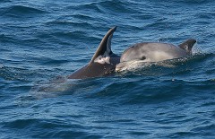 Grindwal, Globicephala melas (4)