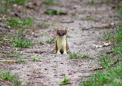 Hermelin, Mustela erminea (1)