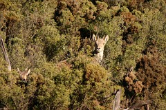 Iberiensteinbock, Capra pyrenaica hispanica (3)