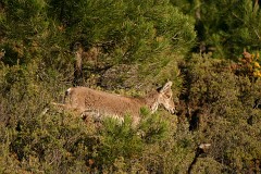 Iberiensteinbock, Capra pyrenaica hispanica (5)