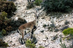 Iberiensteinbock, Capra pyrenaica hispanica (7)