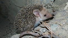 Langohrigel, Hemiechinus auritus (1)