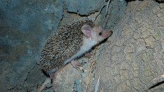 Langohrigel, Hemiechinus auritus (2)