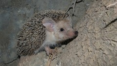 Langohrigel, Hemiechinus auritus (3)