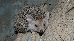Langohrigel, Hemiechinus auritus (4)