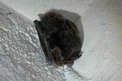 Mopsfledermaus, Barbastrellus barbastrellus (1)