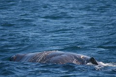 Pottwal, Physeter catodon (1)