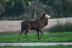 Rothirsch, Cervus elaphus (1)
