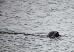 Seehund, Phoca vitulina (1)