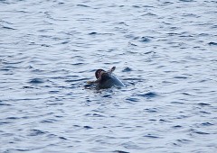 Seehund, Phoca vitulina (2)