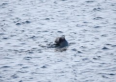 Seehund, Phoca vitulina (3)