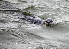 Seehund, Phoca vitulina (4)