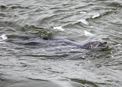 Seehund, Phoca vitulina (5)