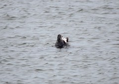 Seehund, Phoca vitulina (6)