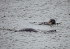 Seehund, Phoca vitulina (8)