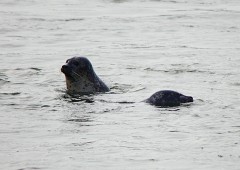 Seehund, Phoca vitulina (9)