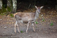Tyrrhenischer Rothirsch, Cervus elaphus corsicanus (1)