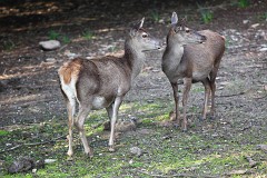 Tyrrhenischer Rothirsch, Cervus elaphus corsicanus (2)