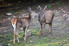 Tyrrhenischer Rothirsch, Cervus elaphus corsicanus, Nr.42