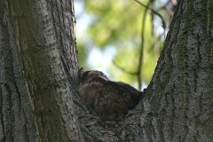 Waschbär, Procyon lotor (1)