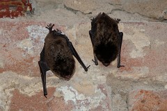 Wasserfledermaus, Myotis daubentoni (1)