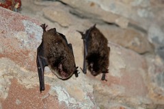 Wasserfledermaus, Myotis daubentoni (2)