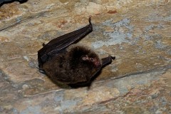 Wasserfledermaus, Myotis daubentoni (3)