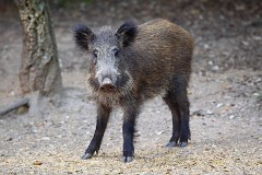 Wildschwein, Sus scrofa (1)