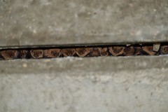 Zwergfledermaus, Pipistrellus pipistrellus (1)