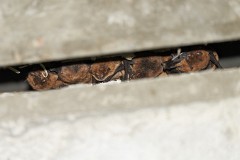 Zwergfledermaus, Pipistrellus pipistrellus (2)