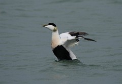 Eiderente, Somateria mollissima (1)